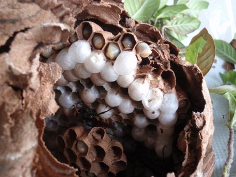 スズメバチの巣の中に白い卵が入っている写真