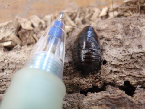 シャープペンシルのペン先と並べてサイズ比較しているまだガスカルオオゴキブリの赤ちゃんの写真