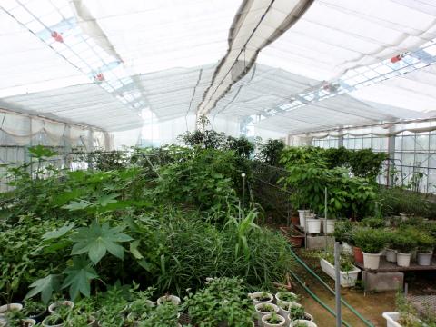 温室の中でたくさんの鉢で植物が育てられている写真