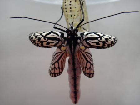 蝶々のさなぎが羽が半分程出た状態で死んでしまっている写真
