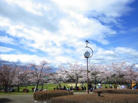 香久山公園の時計塔の周りにたくさんの桜が咲いている写真
