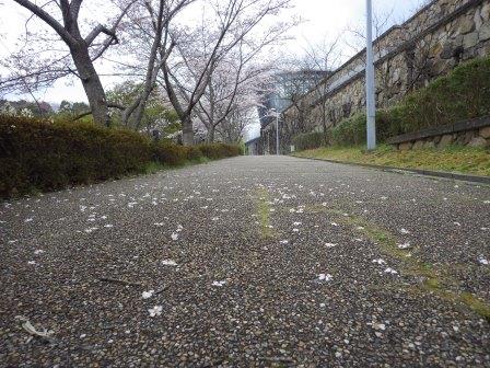 昆虫館の裏手の桜並木の地面にたくさんの桜が落ちている写真