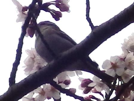 鳥が桜の木にとまっている写真