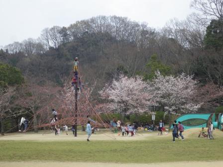 遊具でたくさんの人が遊んでいる周りに桜が咲いている写真