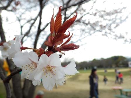 少し葉が出た桜の木に数輪桜の花が咲いている写真