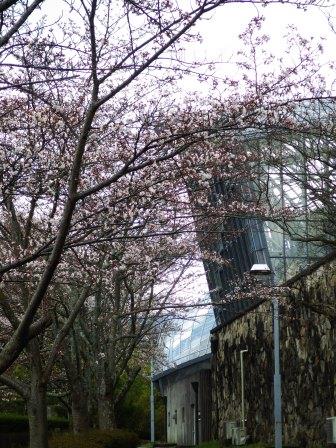 昆虫館の裏側の小道の桜が三部咲き程度咲いている写真