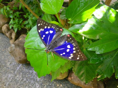 友の会の会員さんが育てた青色のオオムラサキが葉っぱにとまっている写真