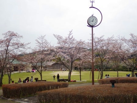 時計塔を中心に桜の木が並ぶ香久山公園の写真