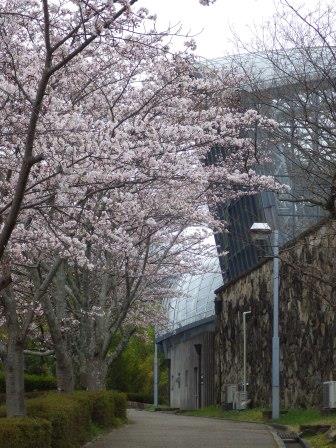 昆虫館の裏の桜並木の写真