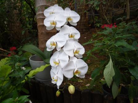 白い胡蝶蘭の写真