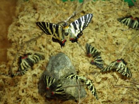 複数のギフチョウが水槽の中で飼育されているの写真