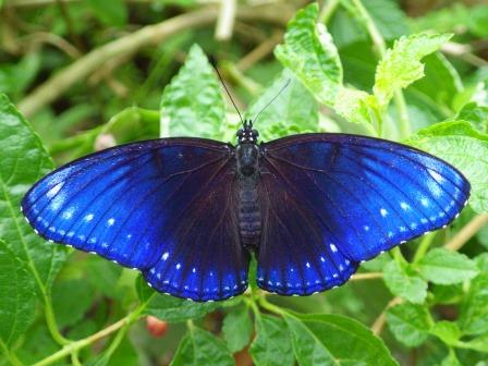 青色のヤエヤマムラサキが羽を広げて葉っぱにとまっている写真