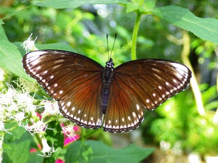 茶色の成虫したヤエヤマムラサキが羽を広げている写真
