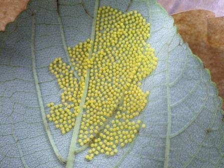 葉っぱに乗ったヤエヤマムラサキの幼虫の卵の写真