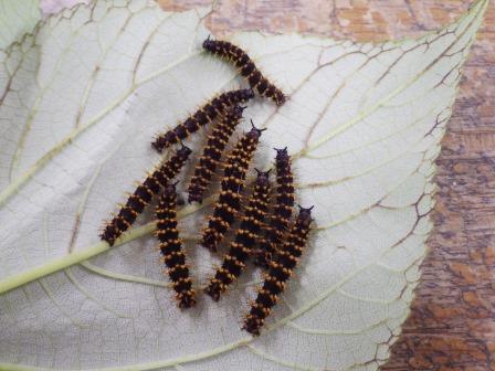 葉っぱに乗ったヤエヤマムラサキの幼虫の写真