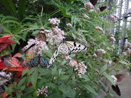 フジバカマの花にたくさんの蝶々がとまっている写真
