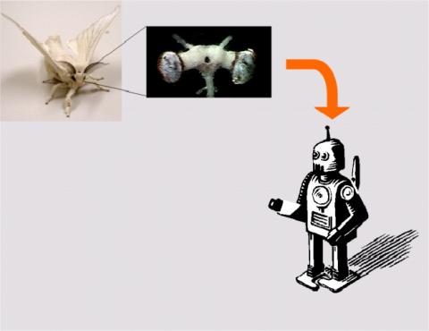 昆虫の脳をイメージさせる写真とロボットのイラスト、成虫の触覚のアップの写真