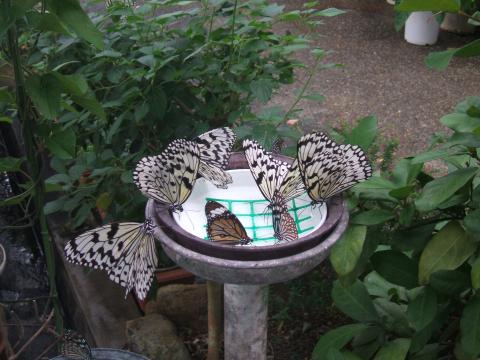 ミツバチが集めた密などで作られた汁に集まる7匹の蝶の様子を撮影した写真