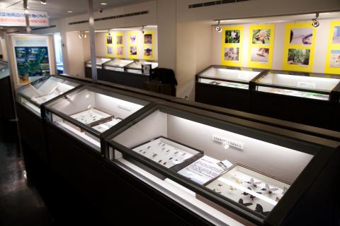 昆虫に関する展示が壁面やガラスケースに並んでいる標本展示室の写真