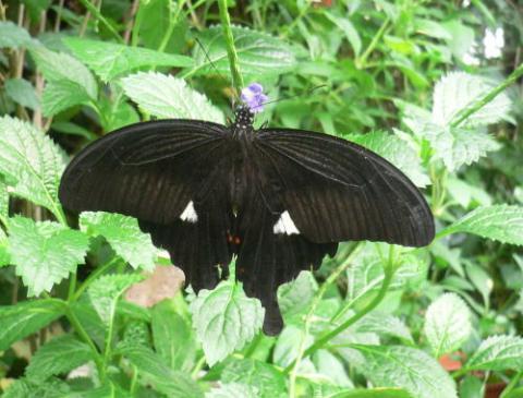黒い羽根を広げているモンキアゲハの写真