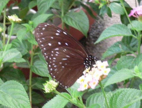 茶色い羽根に白っぽい斑点があるツマムラサキマダラの写真