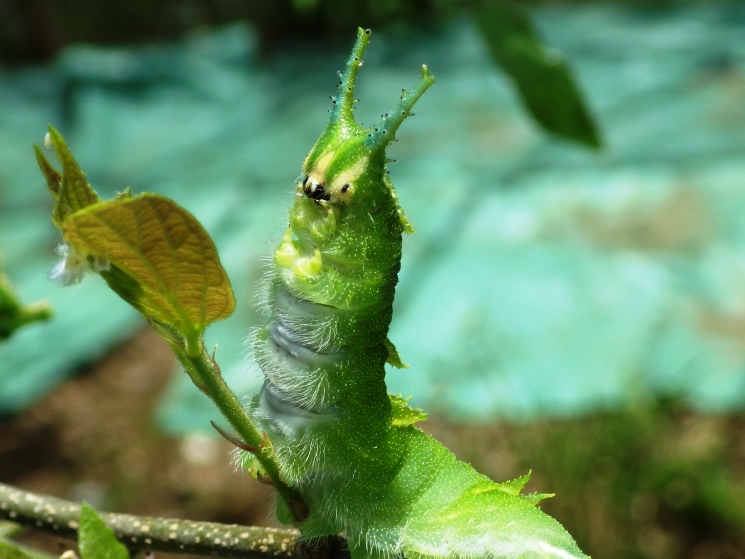 茎から体を持ち上げている様子の緑色をしたオオムラサキの幼虫の写真
