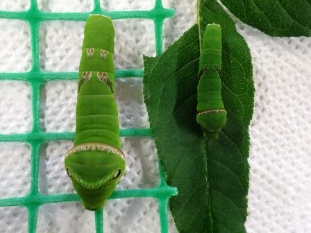 右側のシロオビアゲハの幼虫と、左側一回り大きいモンキアゲハの幼虫を比較した写真