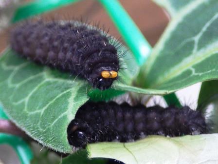 黒い体に黒い毛が生えているギフチョウの幼虫が2体葉っぱの上を這っている様子を撮影した写真