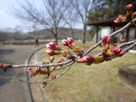 香具山公園の歩道にはみ出ている蕾がたくさんついている桜の枝の写真