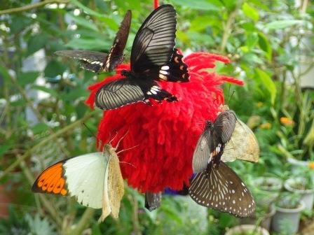赤い毛糸のぼんぼりに3羽のチョウが止まっている写真