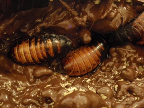 茶色い場所で動いている大きなゴキブリたちの写真（4.新館の展示へリンク）