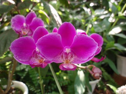 沢山の鉢植えの中にある濃いピンク色が鮮やかな花弁を持つ胡蝶蘭の写真（2.温室の美女たちへリンク）