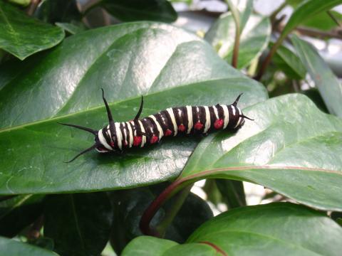 葉から葉へ重なり合った部分を移動している、体に輪をかけたような白黒の縞模様と体側部に並ぶ赤い点と体の前後に左右対称に並ぶ黒い角が特徴のオオゴマダラの幼虫の写真（3.幼虫のはなしへリンク）