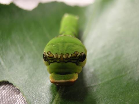 食べかけの葉の上から一匹の青虫がこちらを見ている写真（6.スタッフのつぶやきへリンク）