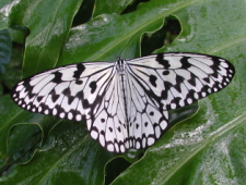 白い羽が特徴のオオゴマダラの写真