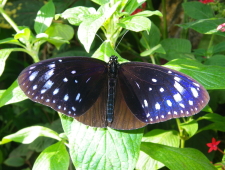濃い青の羽が特徴的なツマムラサキマダラの写真