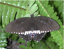 黒地に白い筋の羽が特徴的なシロオビアゲハの写真