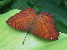 枯葉の形にそっくりな羽が特徴的なカバタテハの写真
