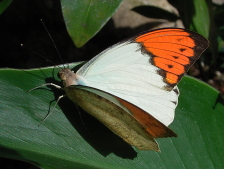 オレンジと白の羽が特徴的なツマベニチョウの写真