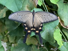 白地に薄く黒が掛かった羽が特徴的なジャコウアゲハの写真