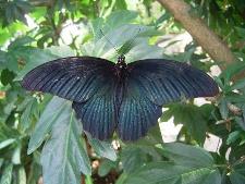 黒地に薄く青がかった羽が特徴的なナガサキアゲハの写真