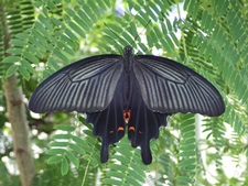 黒地に薄く白がかった羽が特徴的なクロアゲハの写真