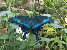 黒地に青の線が入った羽が特徴的なミヤマカラスアゲハの写真
