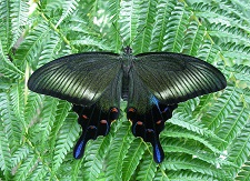 黒地に薄く白の線や、青、赤などの斑点がある羽が特徴的なカラスアゲハの写真
