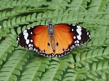 茶色の羽に黒い縁が特徴的なカバマダラの写真