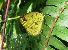 黄色い羽が特徴的なキチョウの写真