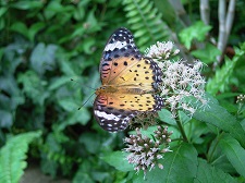 茶色に黒い縁、白黒の斑点が特徴的なツマグロヒョウモンの写真