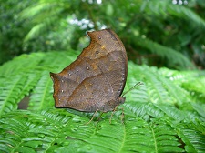 濃い枯葉のような羽が特徴的なクロコノマチョウの写真