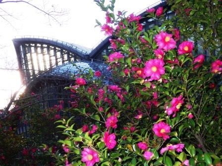昆虫館背後にある市営墓苑の開花したサザンカの写真