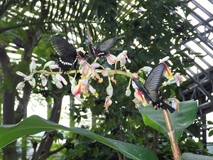 白い花に集まる3匹の黒い蝶の写真